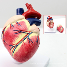 WHOLESALE VETERINARY MODEL 12008 Animal Anatomical Life Size 2 parts Plastic Dog Heart Anatomical Model